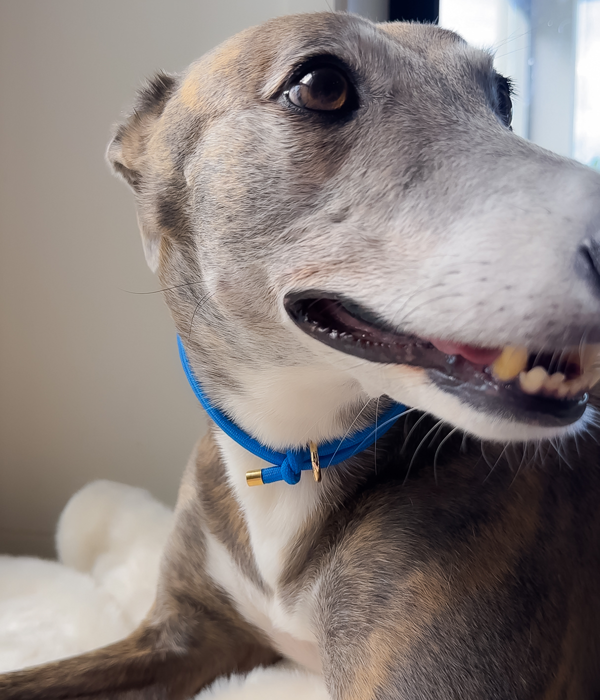 House Collar - Cerulean Blue