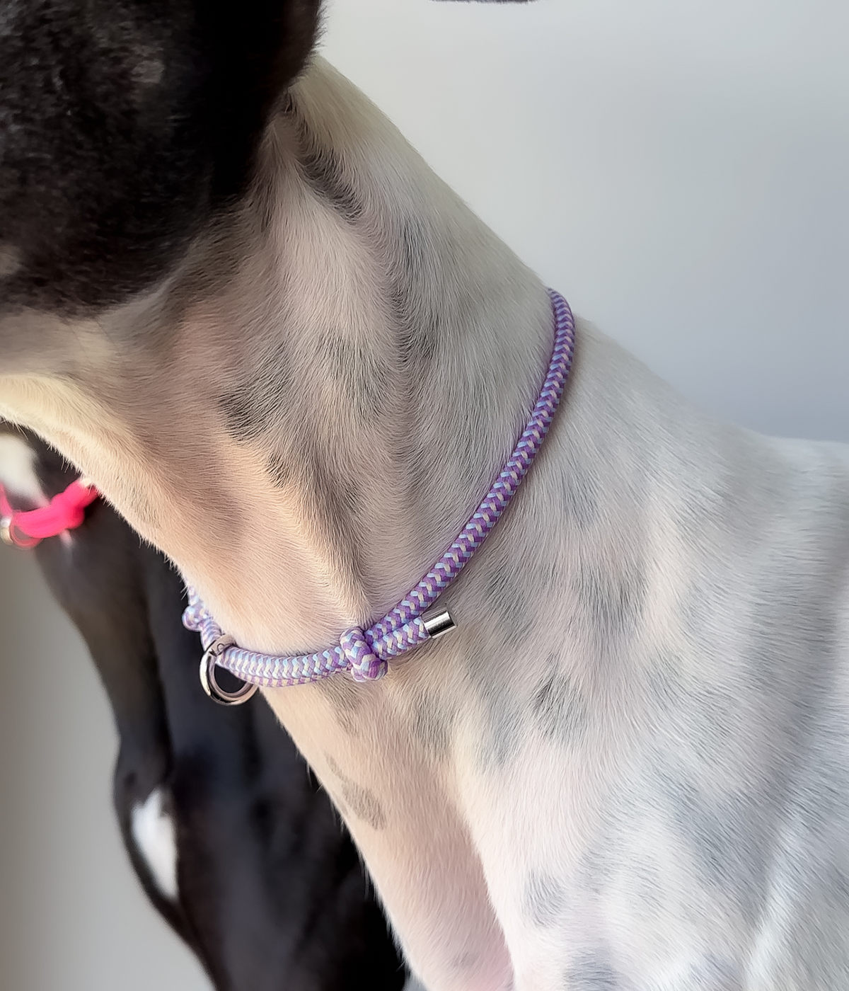 House Collar - Blueberry Crumble