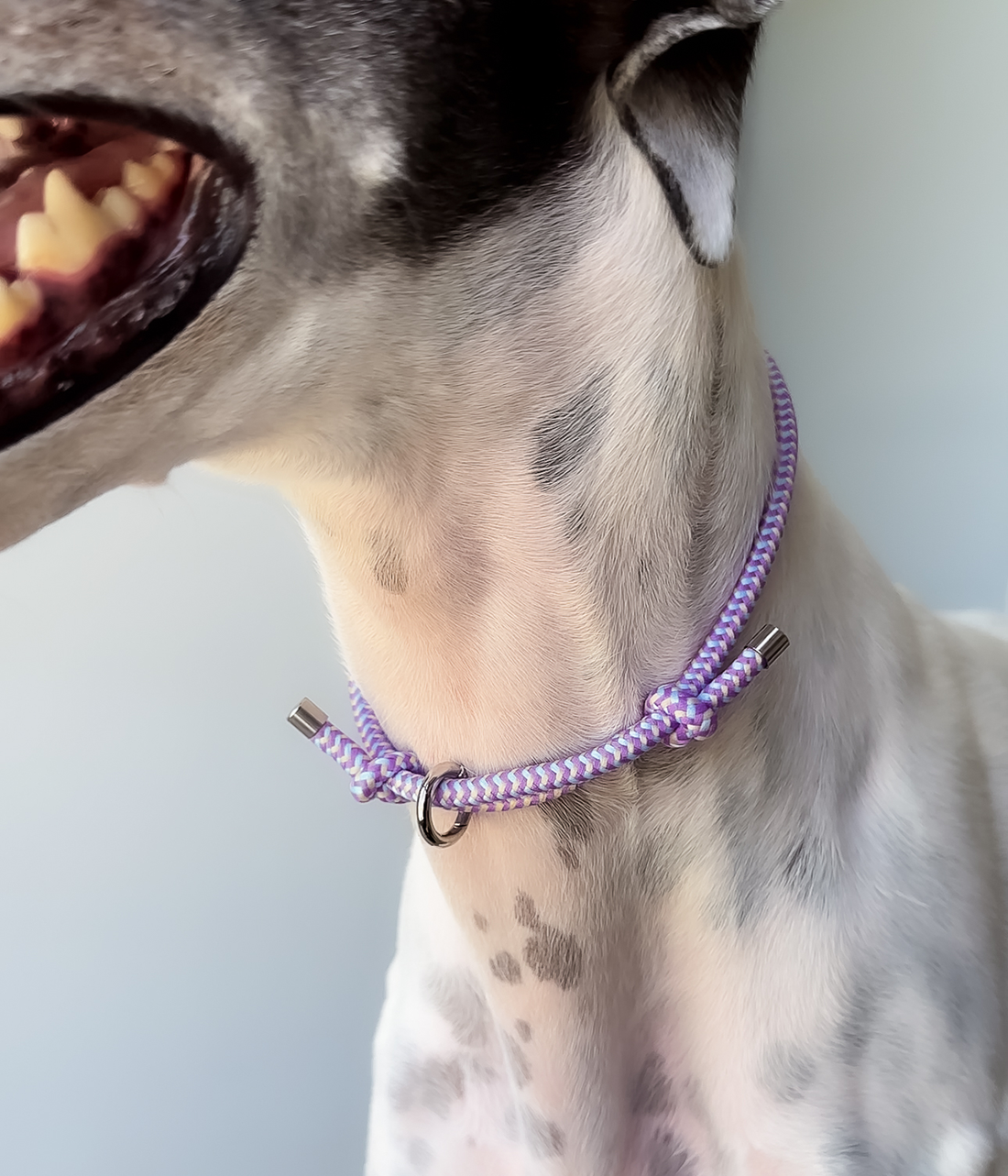House Collar - Blueberry Crumble