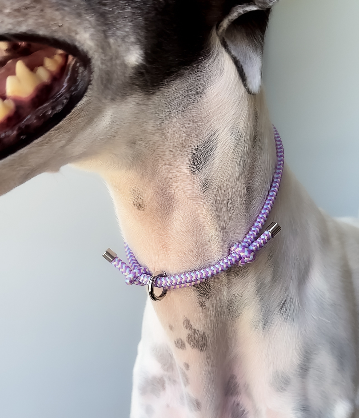 House Collar - Blueberry Crumble