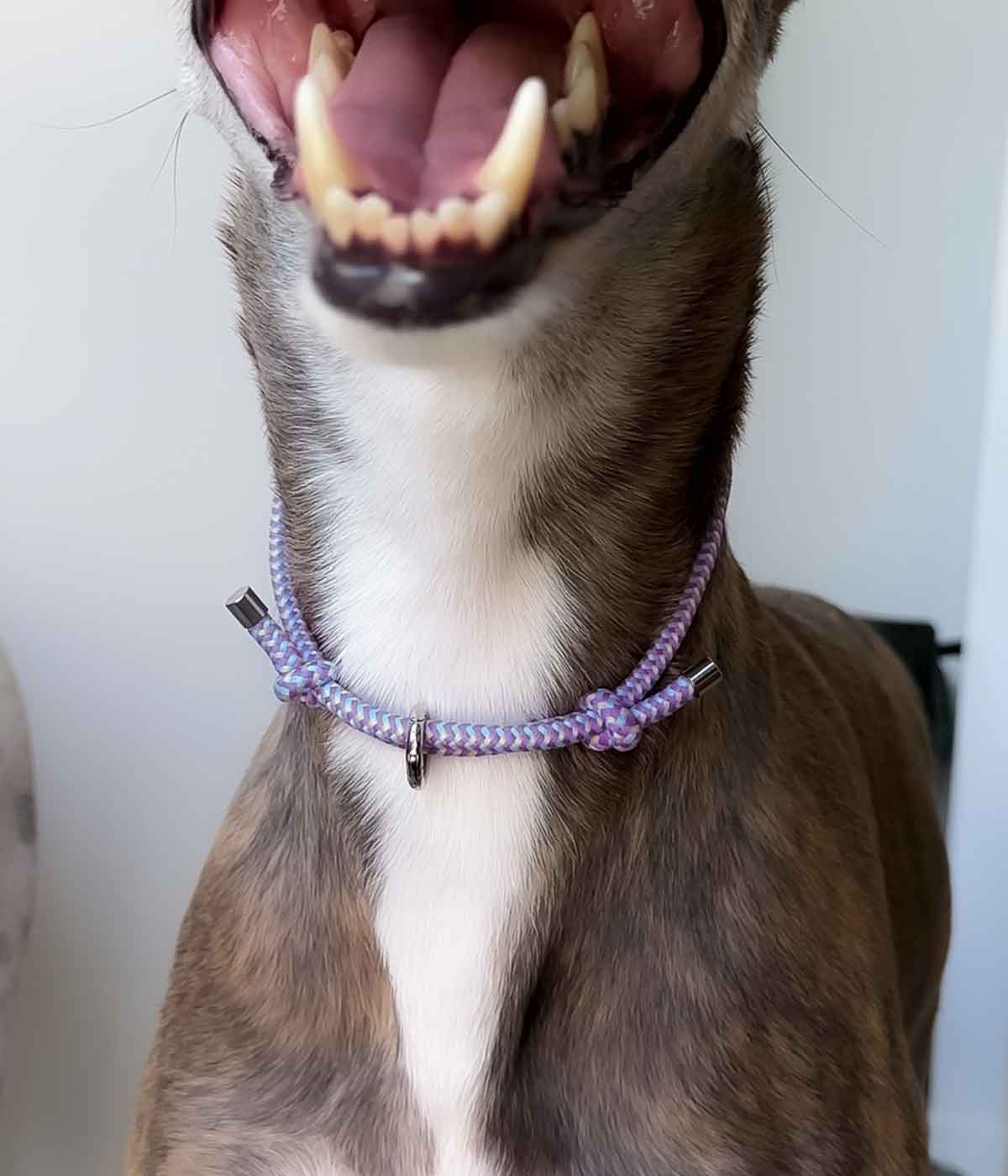 House Collar - Blueberry Crumble