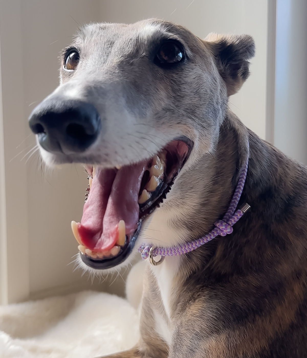 House Collar - Blueberry Crumble