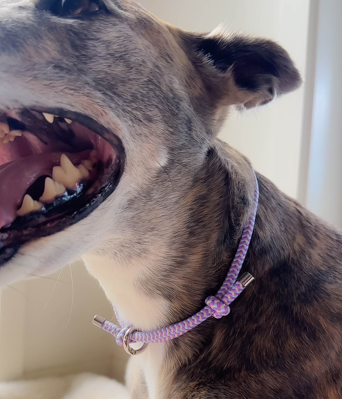 House Collar - Blueberry Crumble