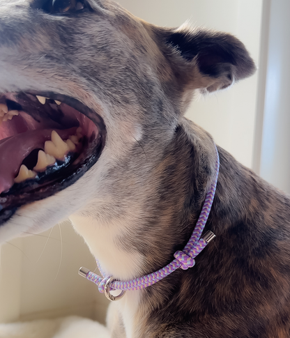 House Collar - Blueberry Crumble