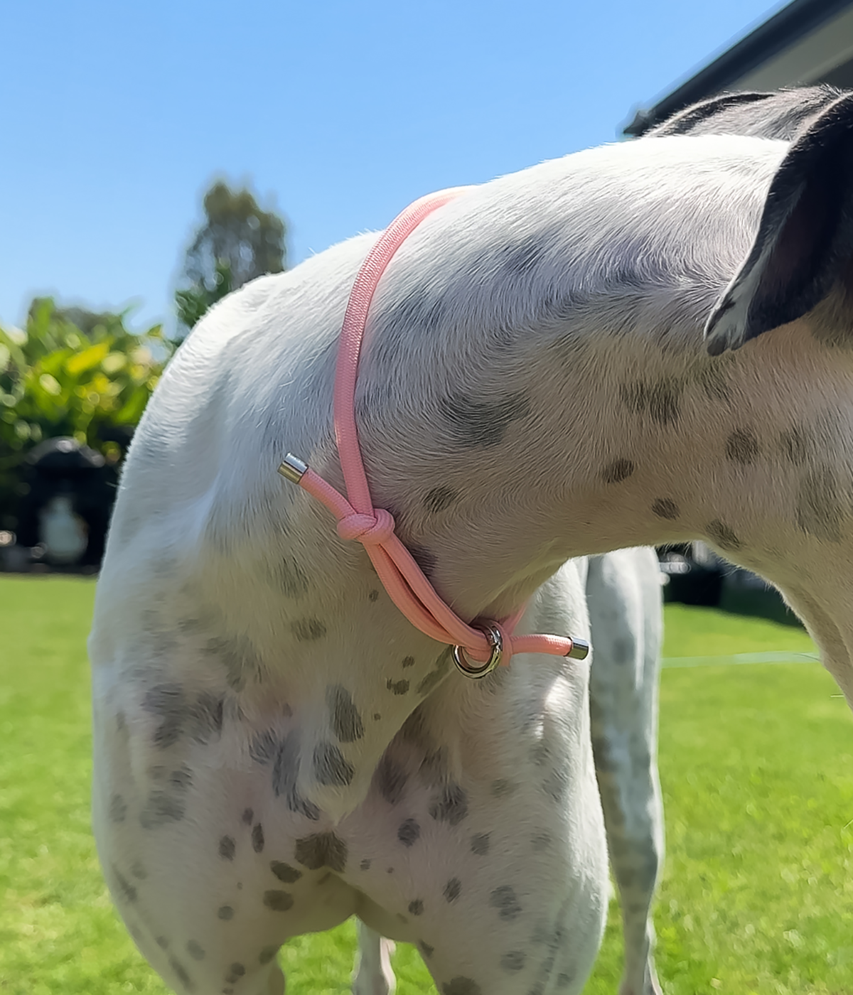 House Collar - Blush Pink