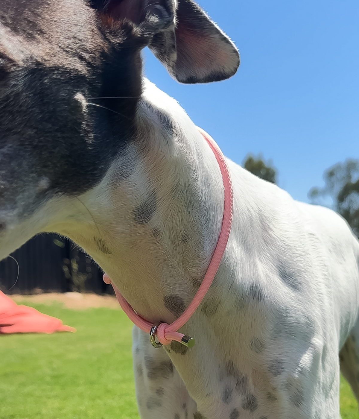 House Collar - Blush Pink