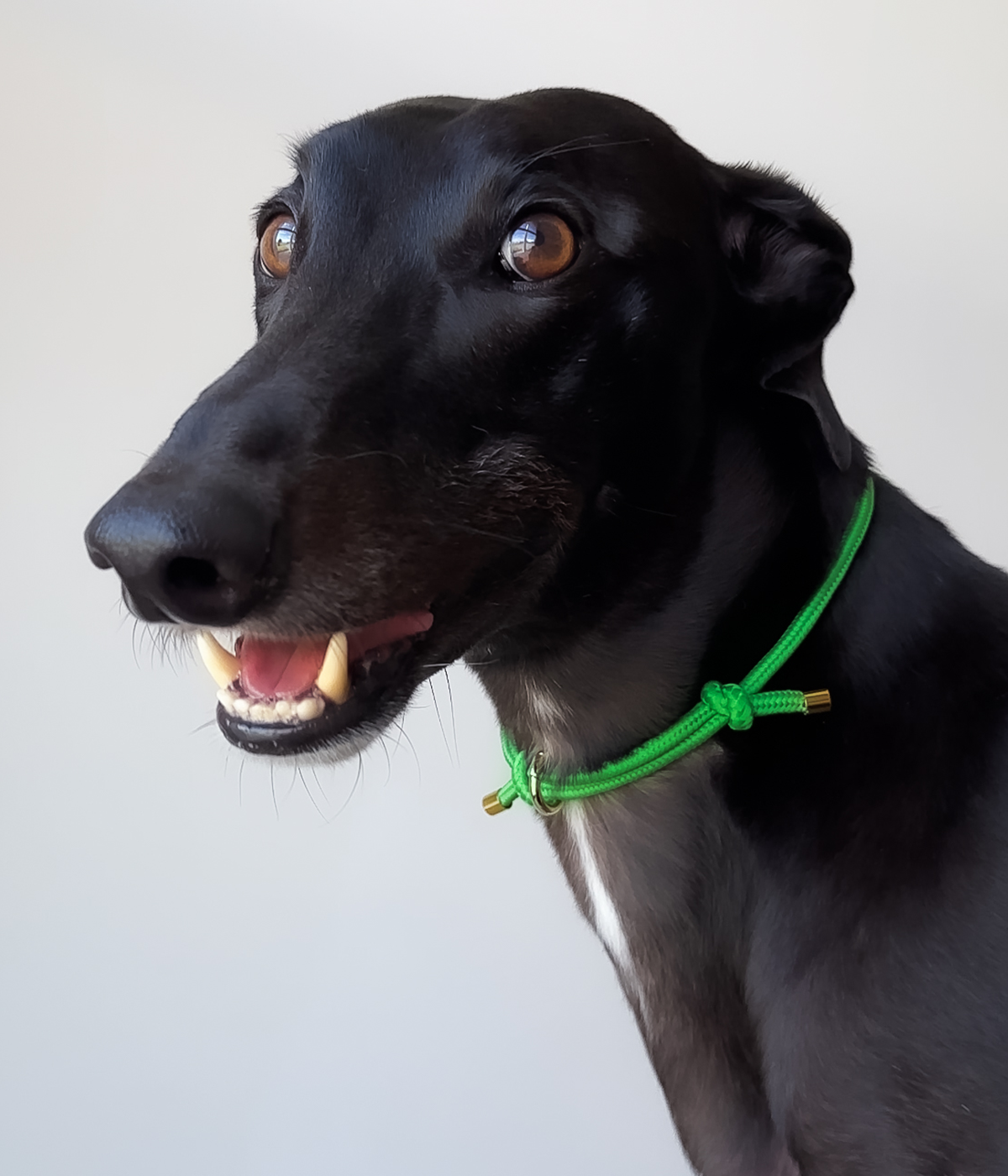 House Collar - Bottega Green