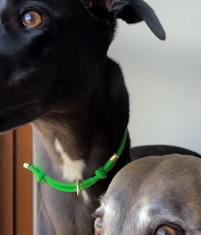House Collar - Bottega Green