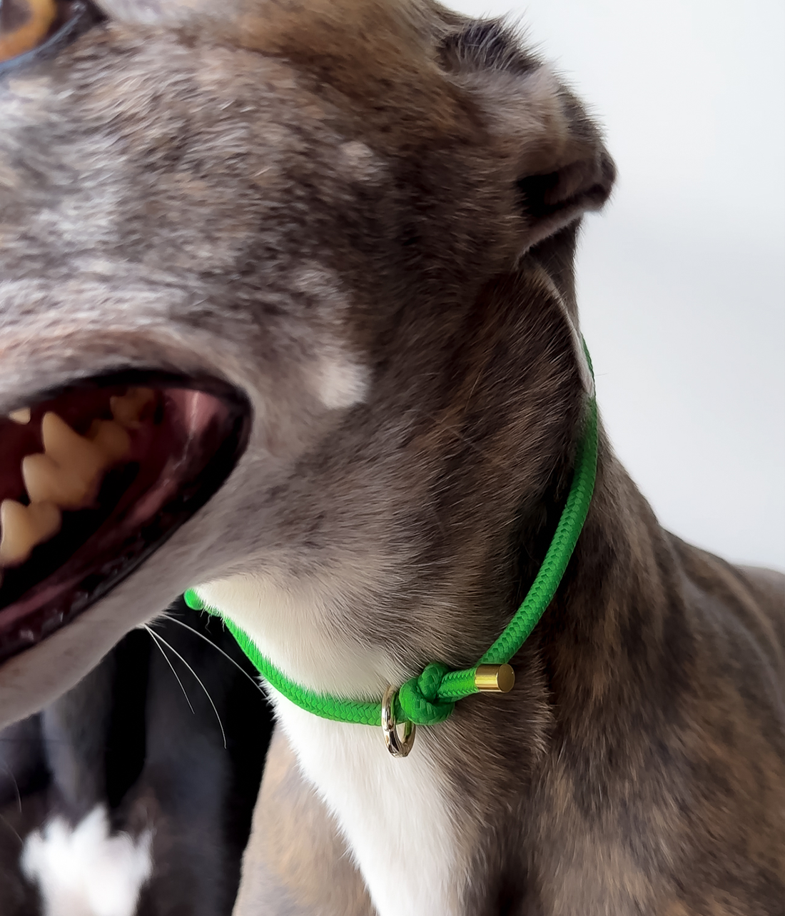 House Collar - Bottega Green