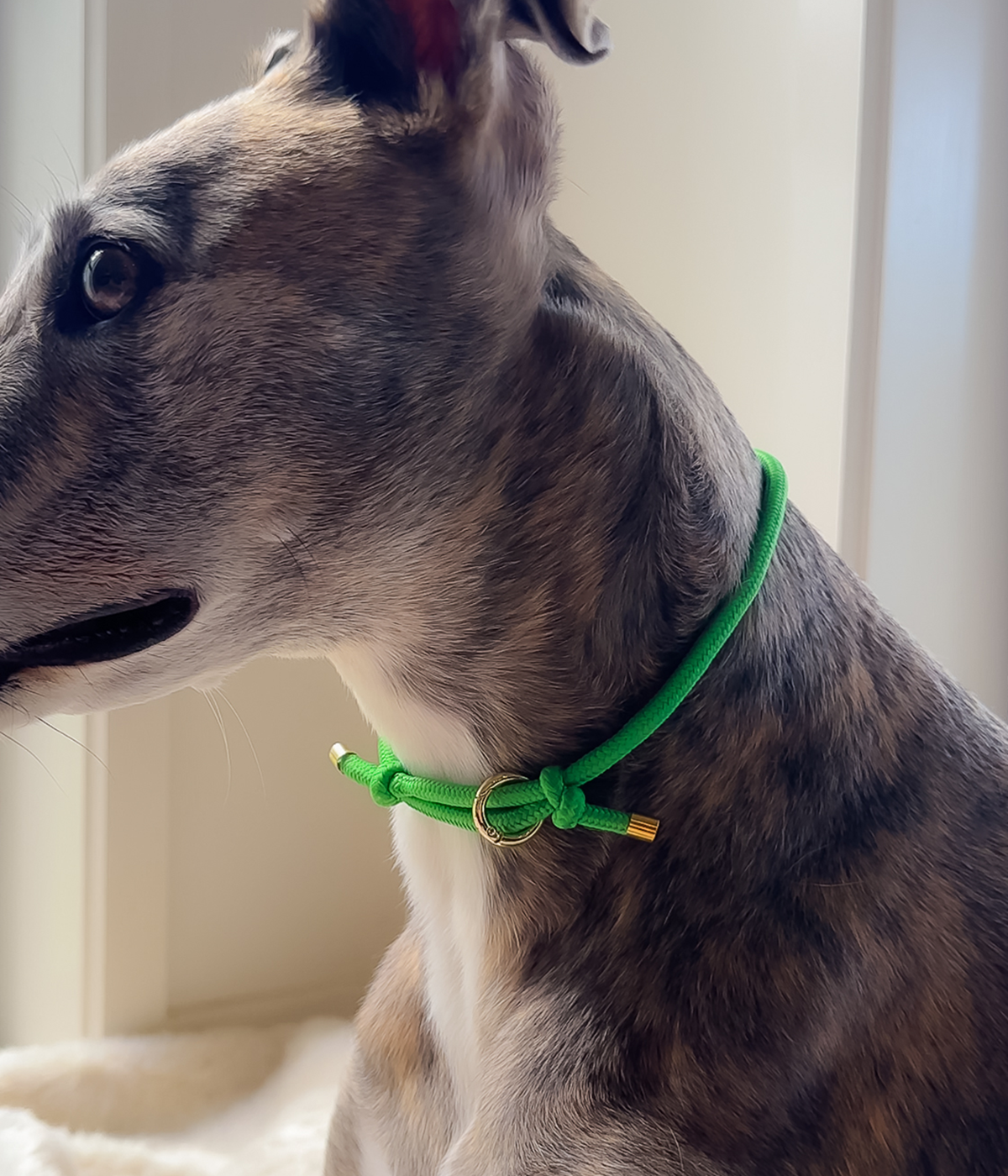 House Collar - Bottega Green