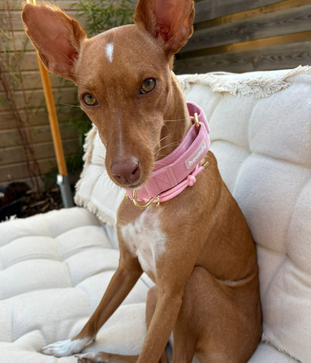 Martingale Collar - Velvet