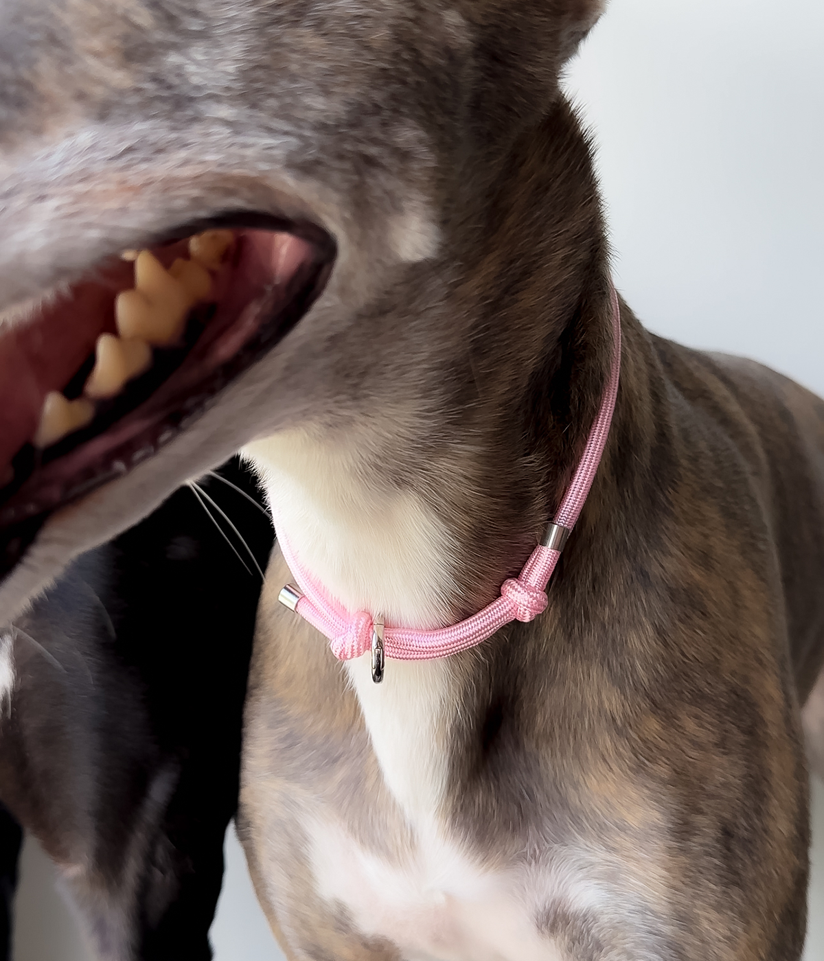 House Collar - Bubblegum