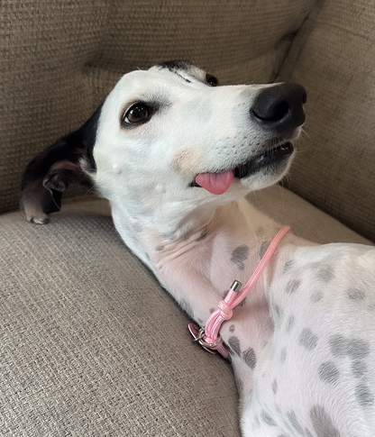 House Collar - Bubblegum