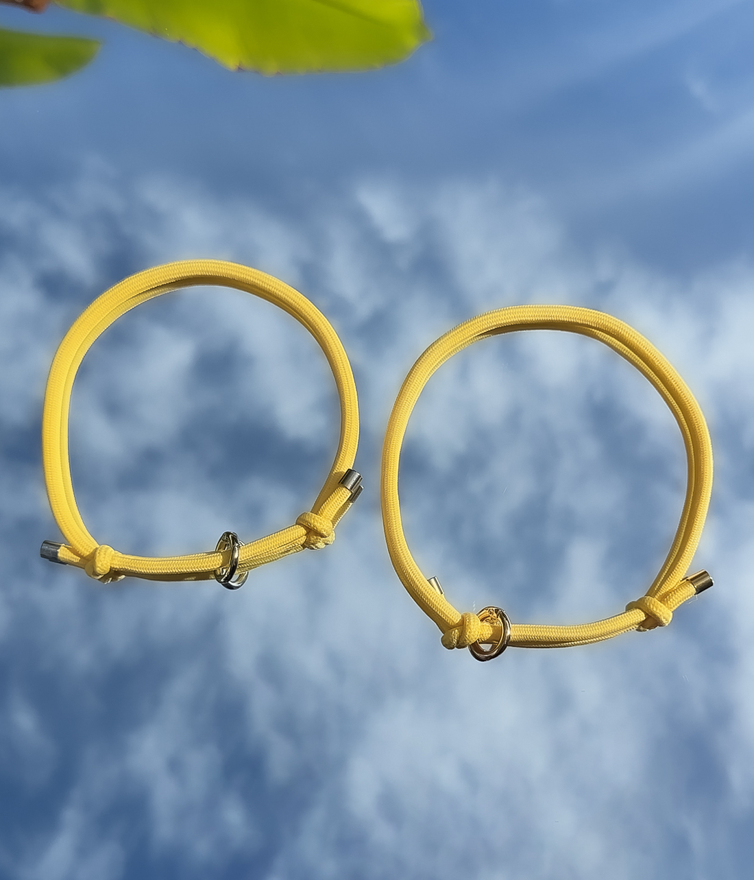 House Collar - Buttercup