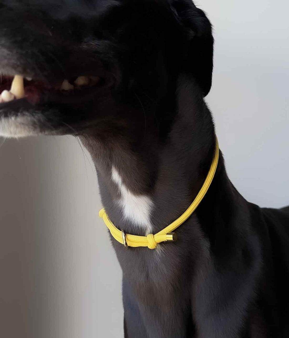 House Collar - Buttercup