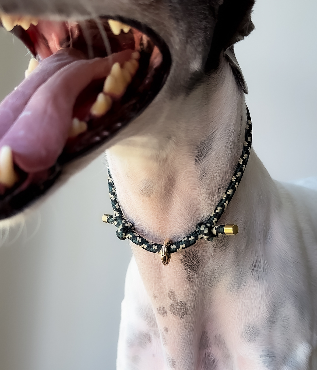 House Collar - Camo