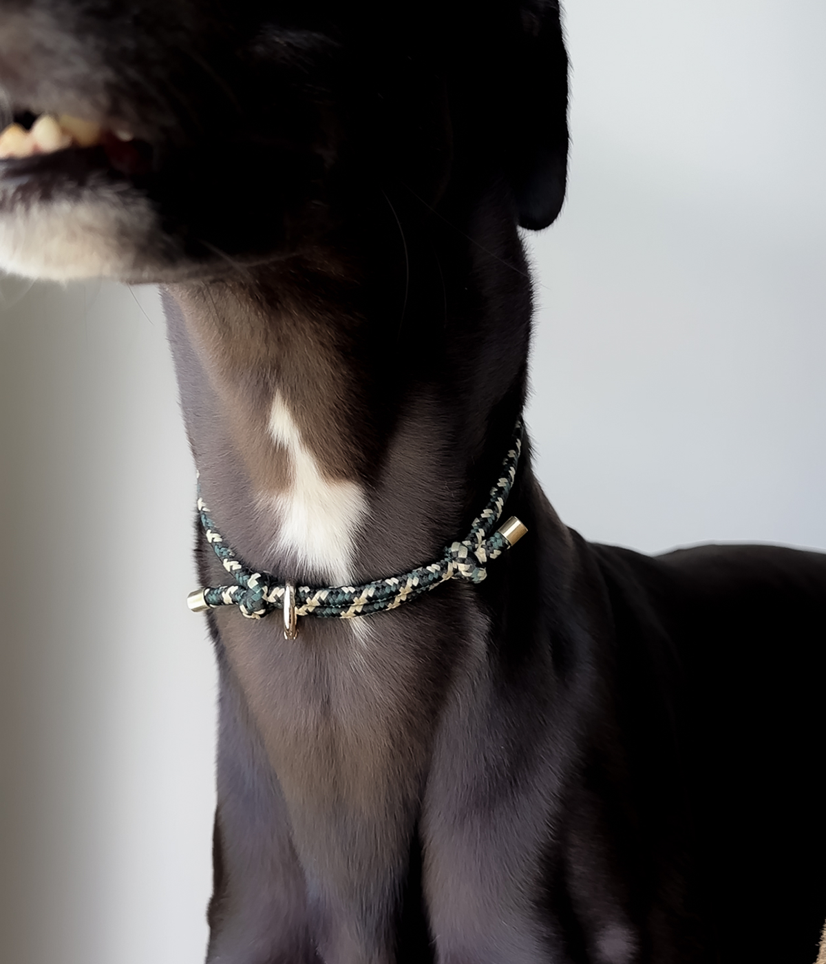 House Collar - Camo