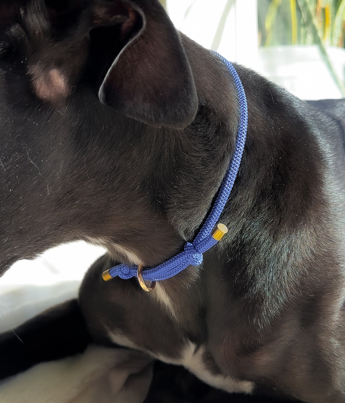 Waffle House Collar - Capri