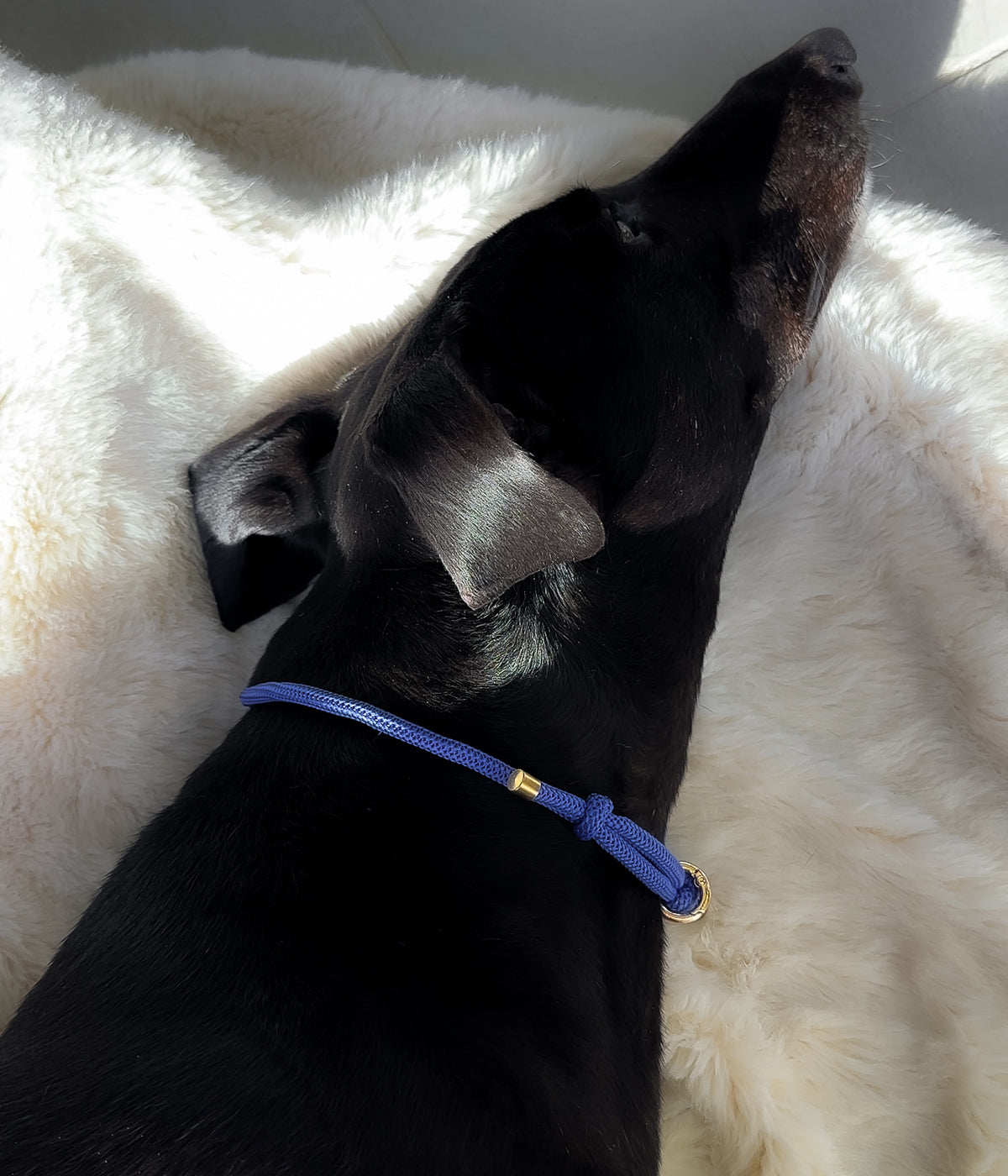 Waffle House Collar - Capri