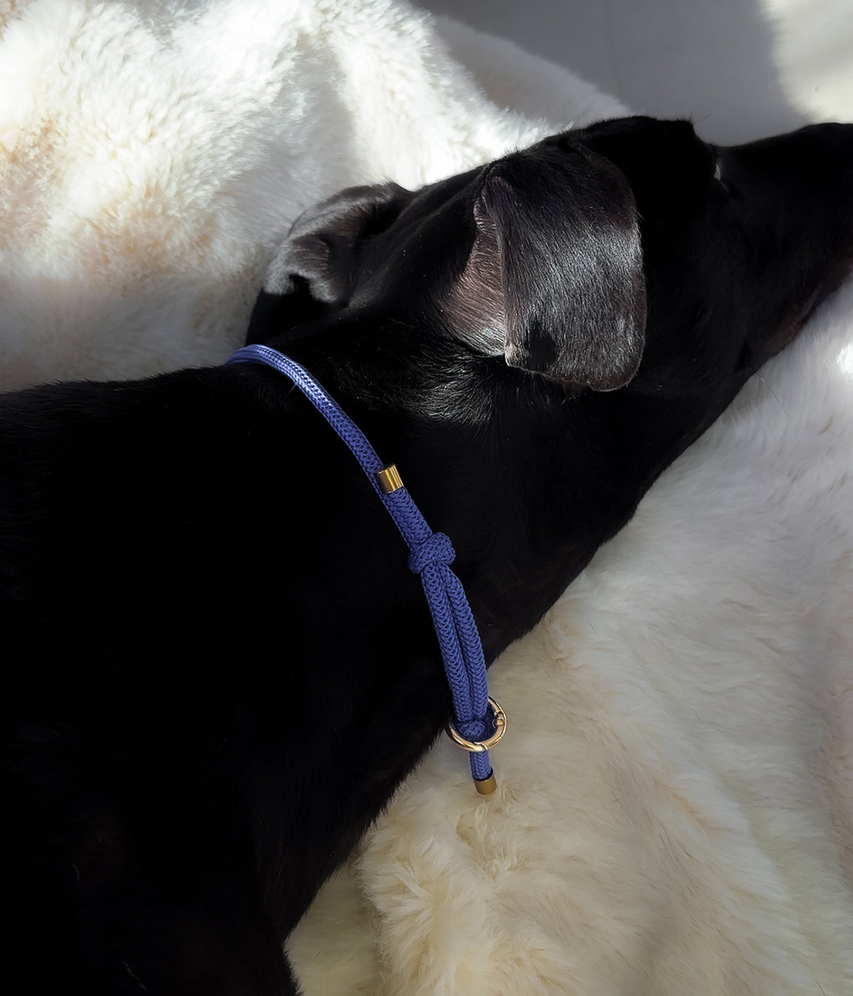 Waffle House Collar - Capri