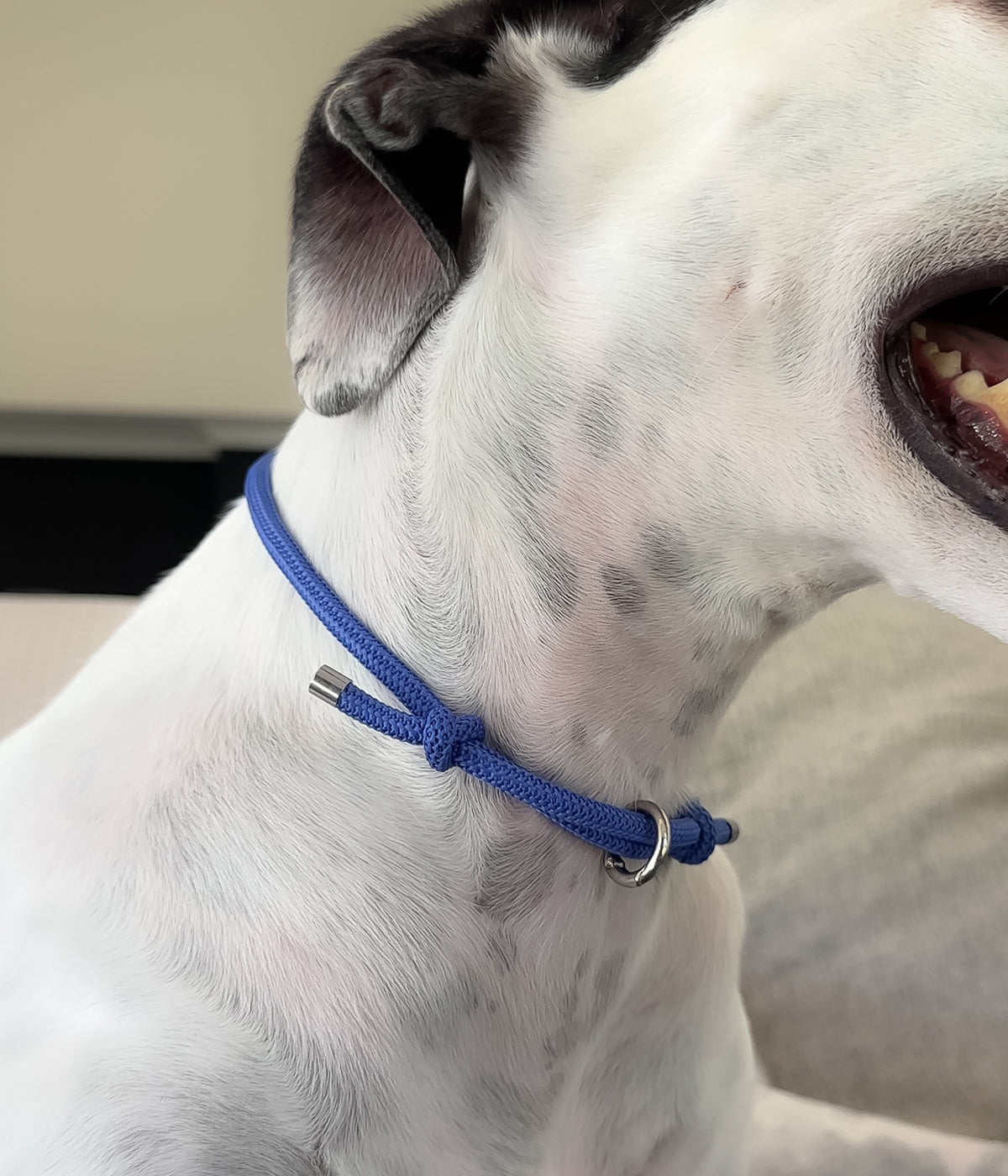 Waffle House Collar - Capri