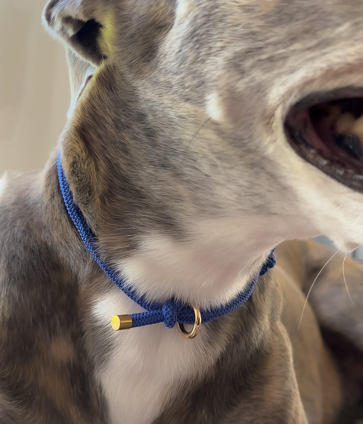 Waffle House Collar - Capri
