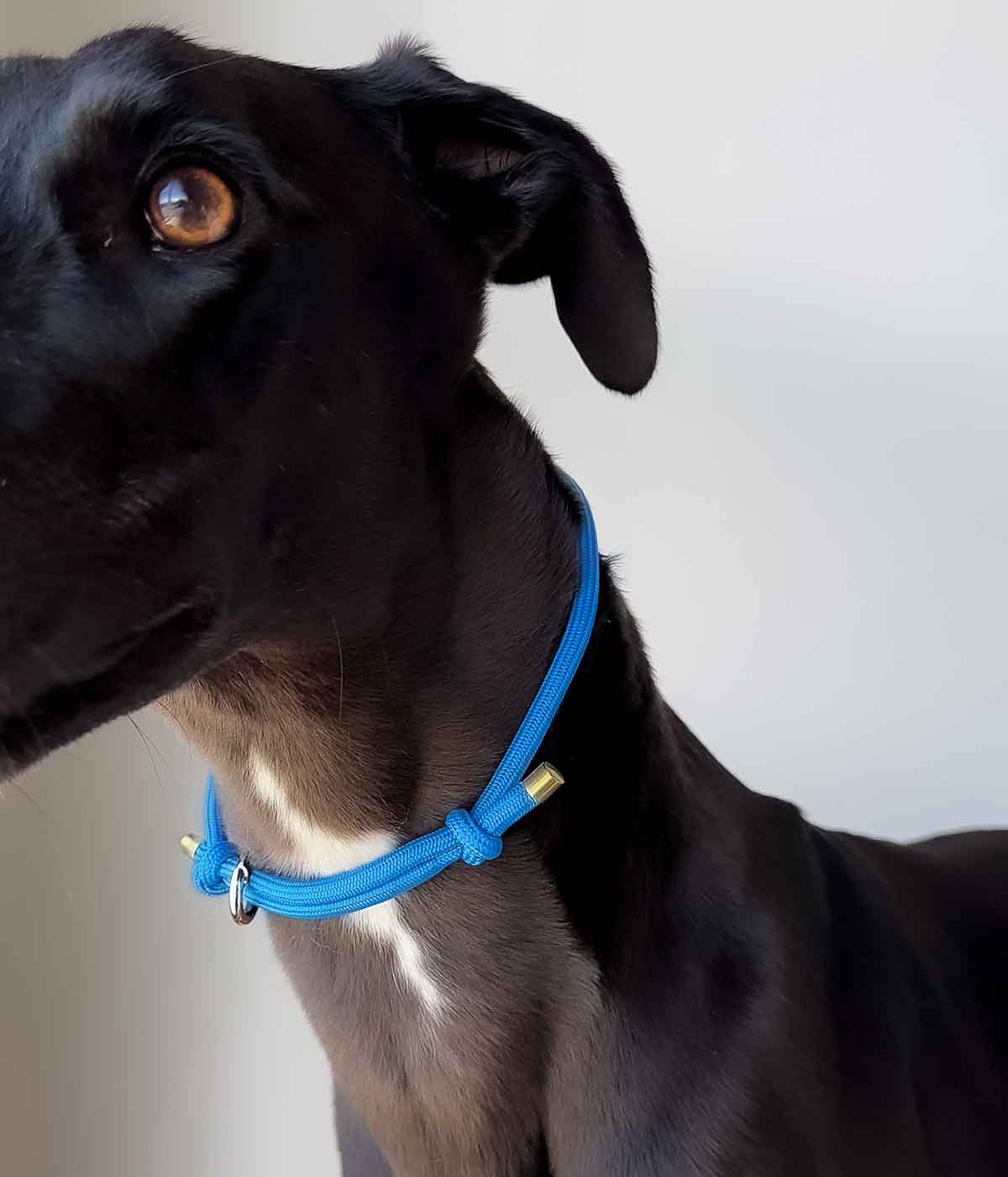 House Collar - Cerulean Blue