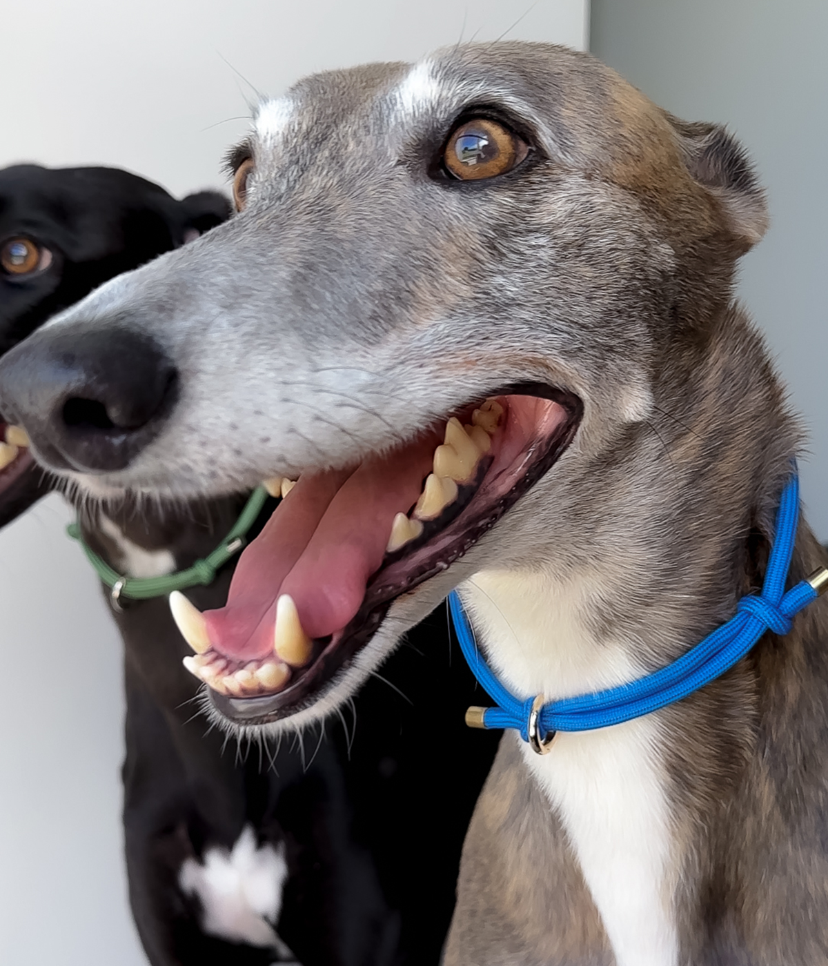 House Collar - Cerulean Blue