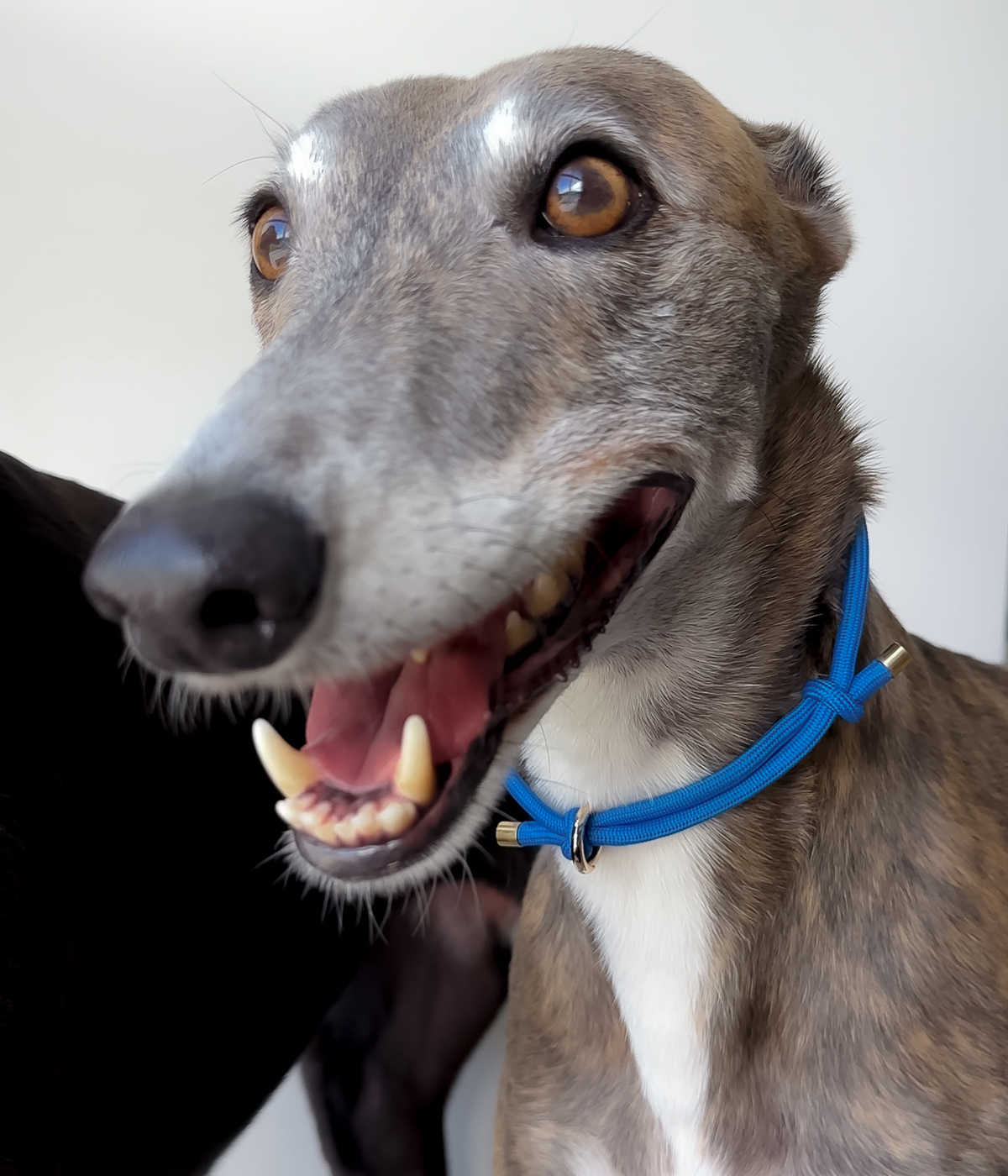 House Collar - Cerulean Blue