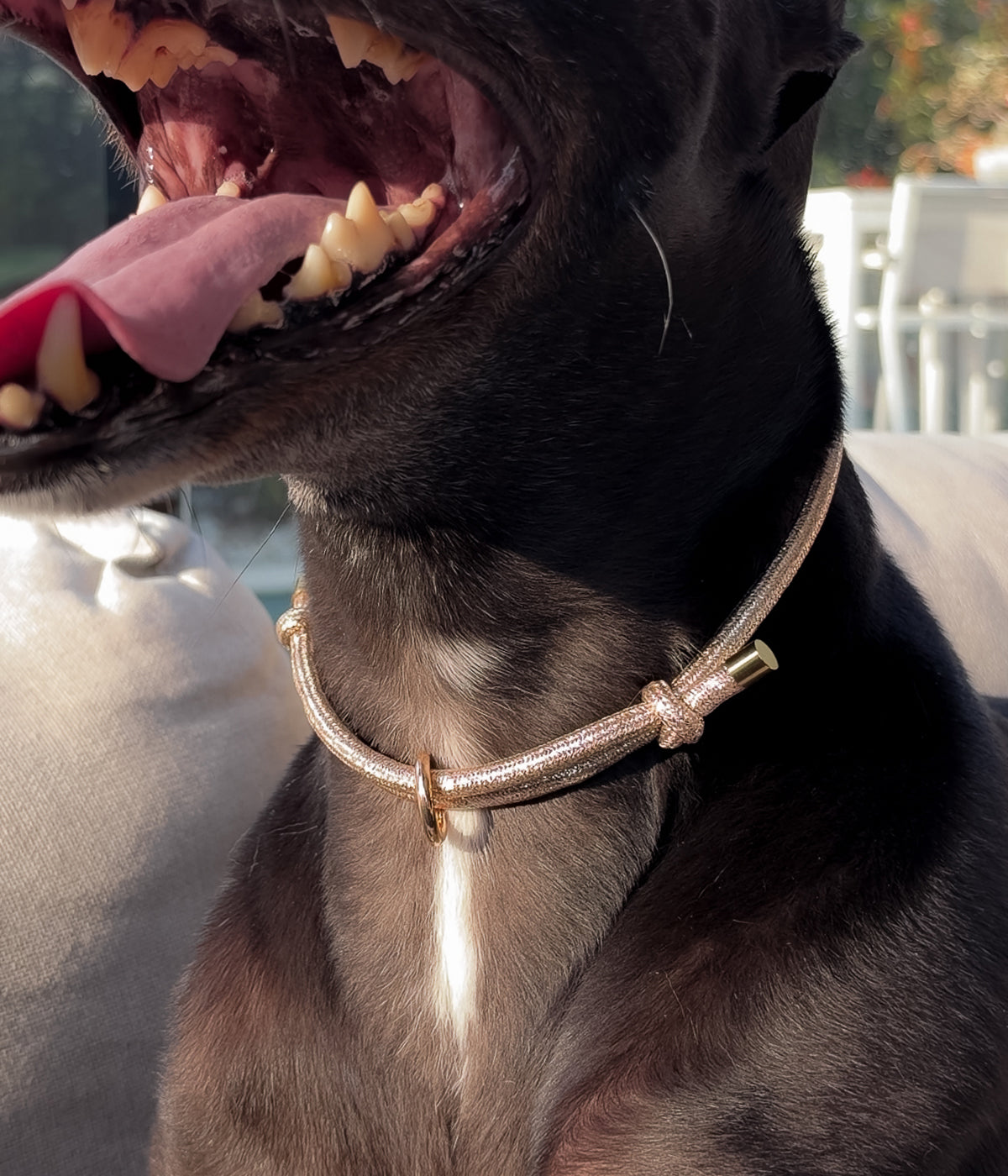 Glitter House Collar - Champagne