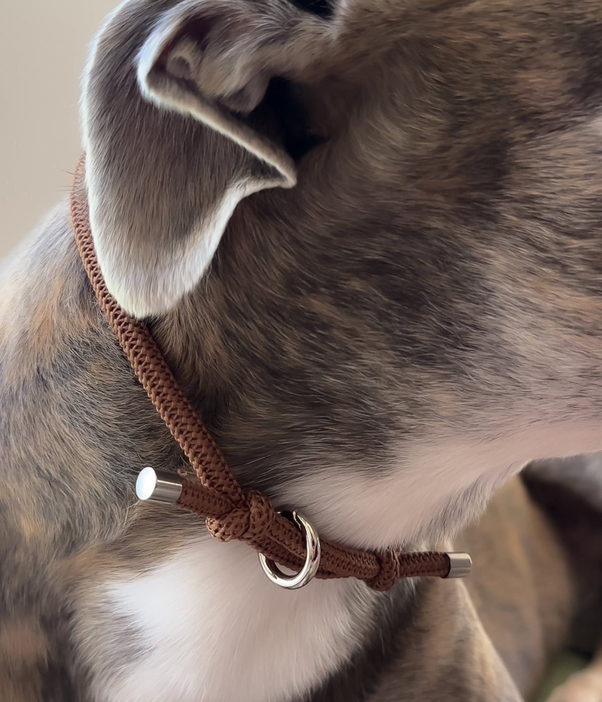 Waffle House Collar - Chocolate
