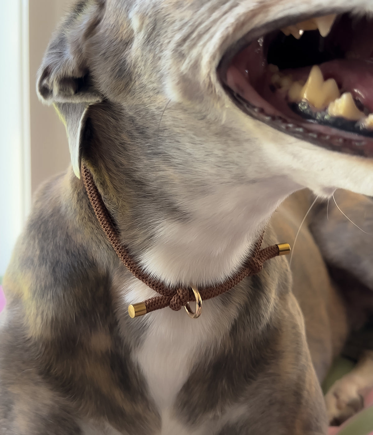 Waffle House Collar - Chocolate