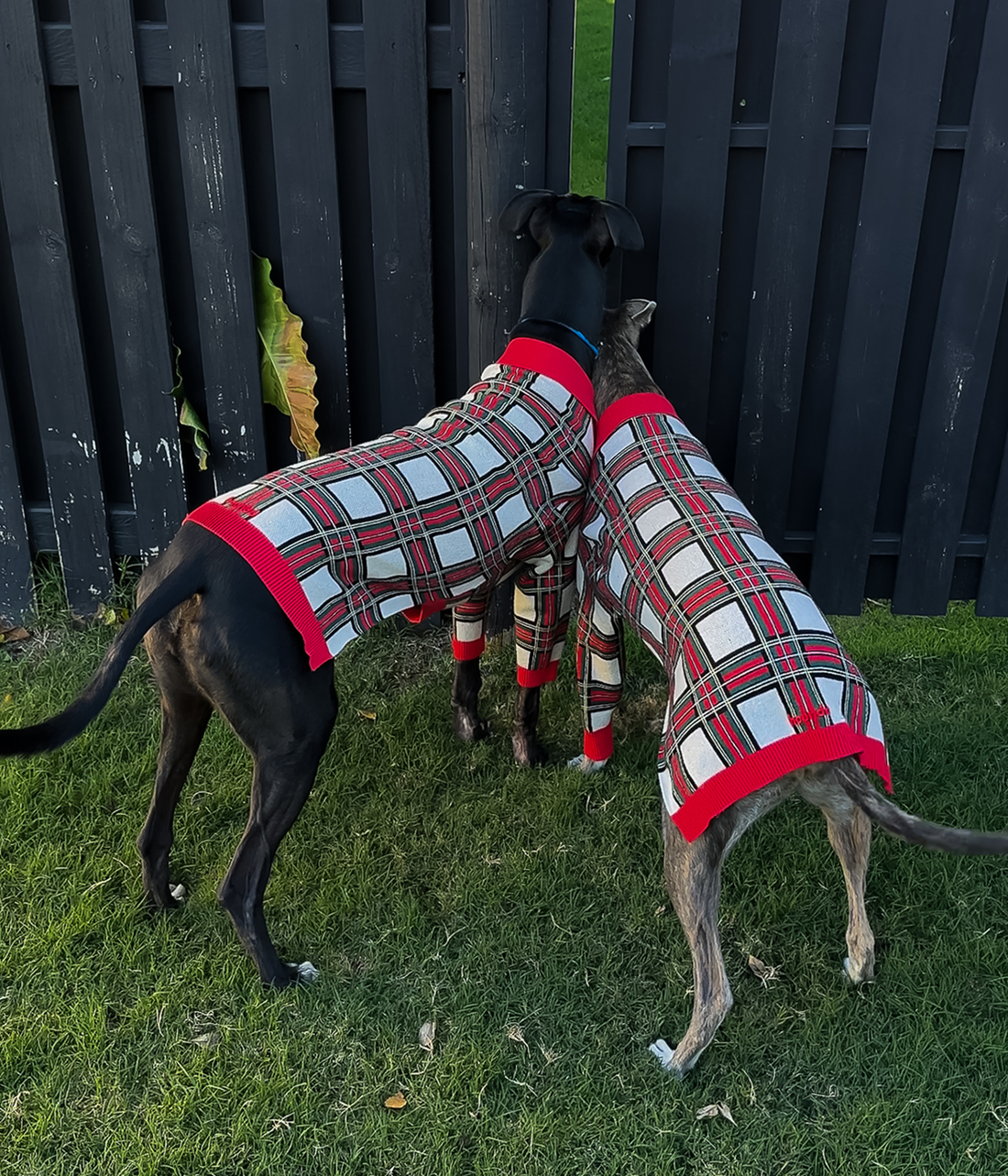 The Christmas Polo