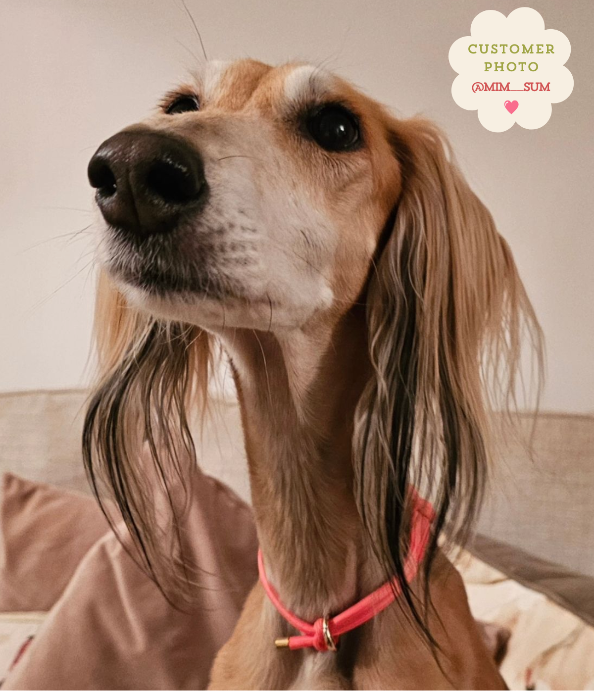 House Collar - Coral