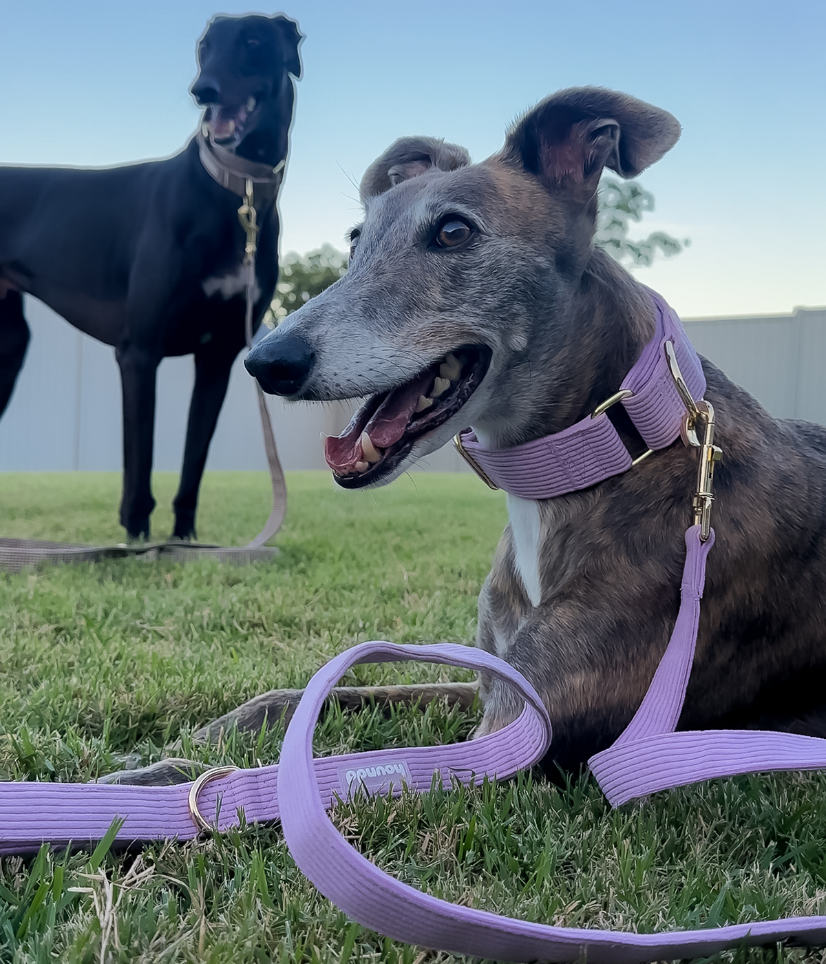 Martingale Collar - Corduroy