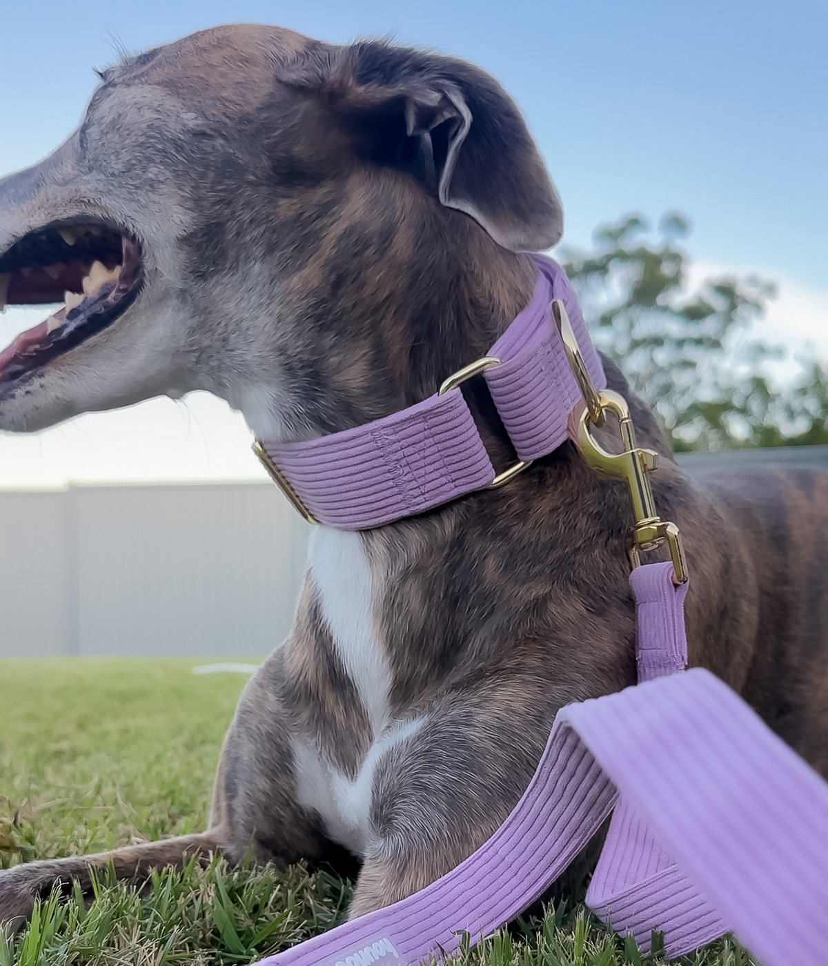 Martingale Collar - Corduroy