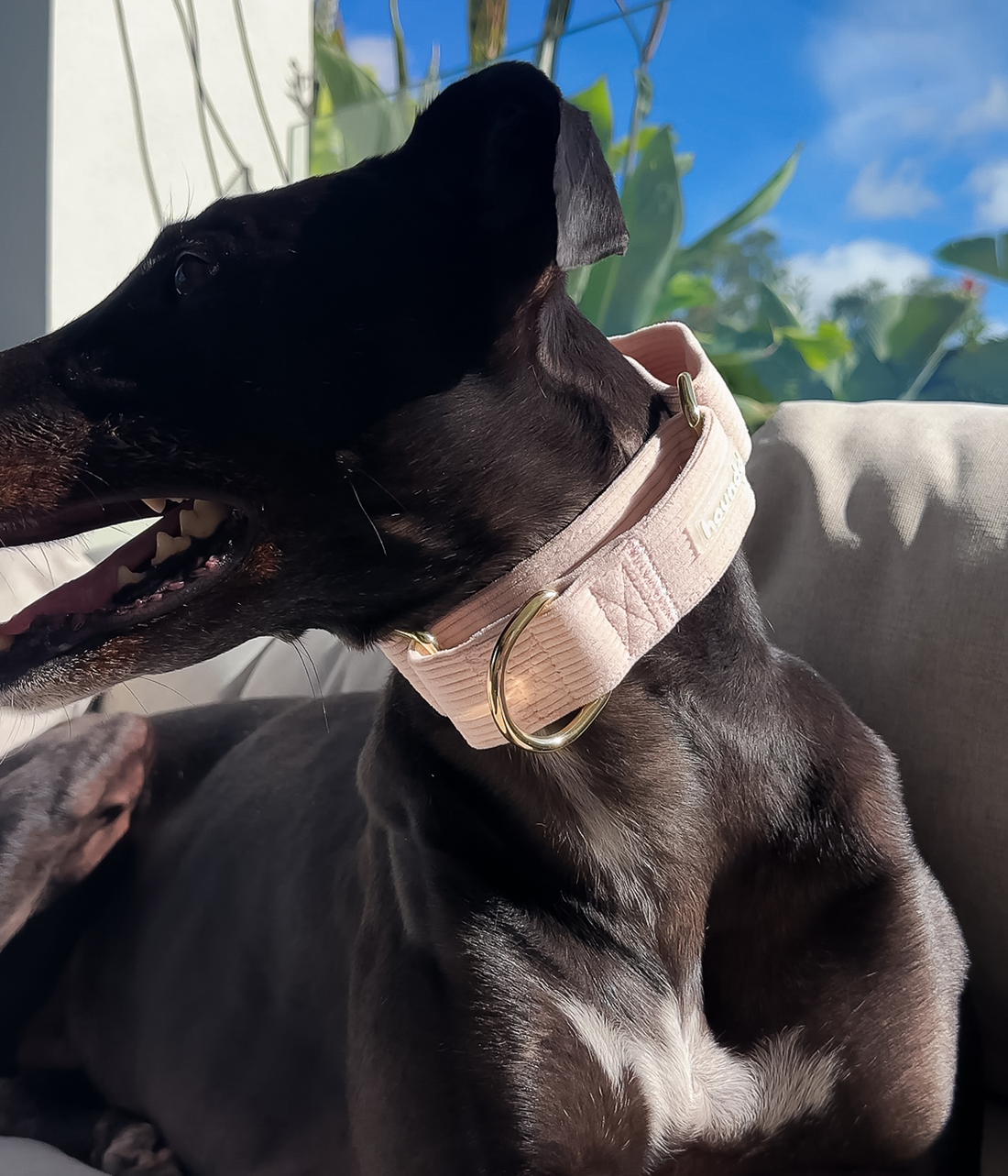 Martingale Collar - Corduroy