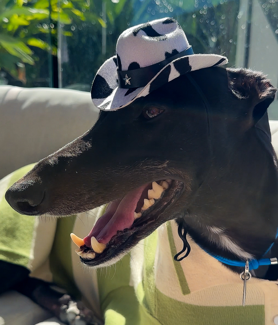 Cowboy Hat - Cow Print