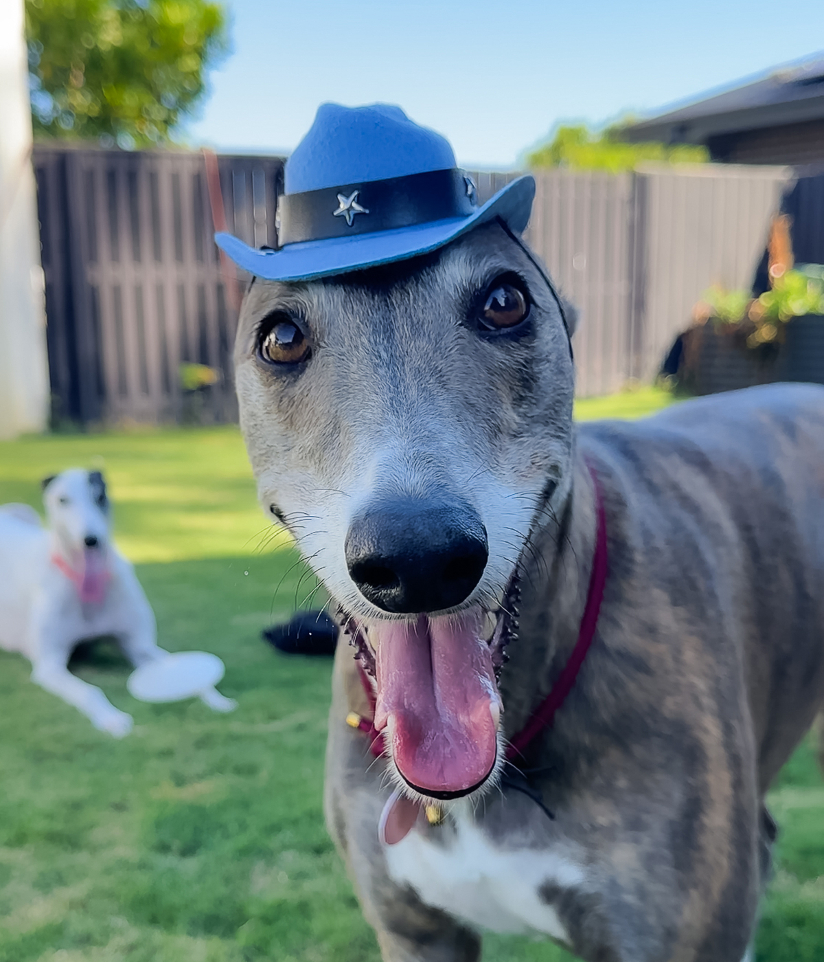 Cowboy Hat - Blue