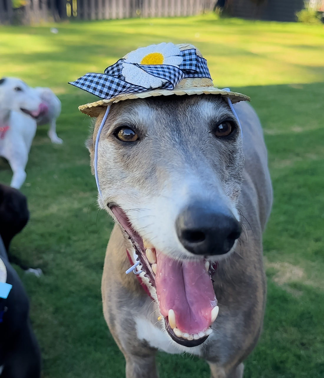Gingham &amp; Daisy Sun Hat