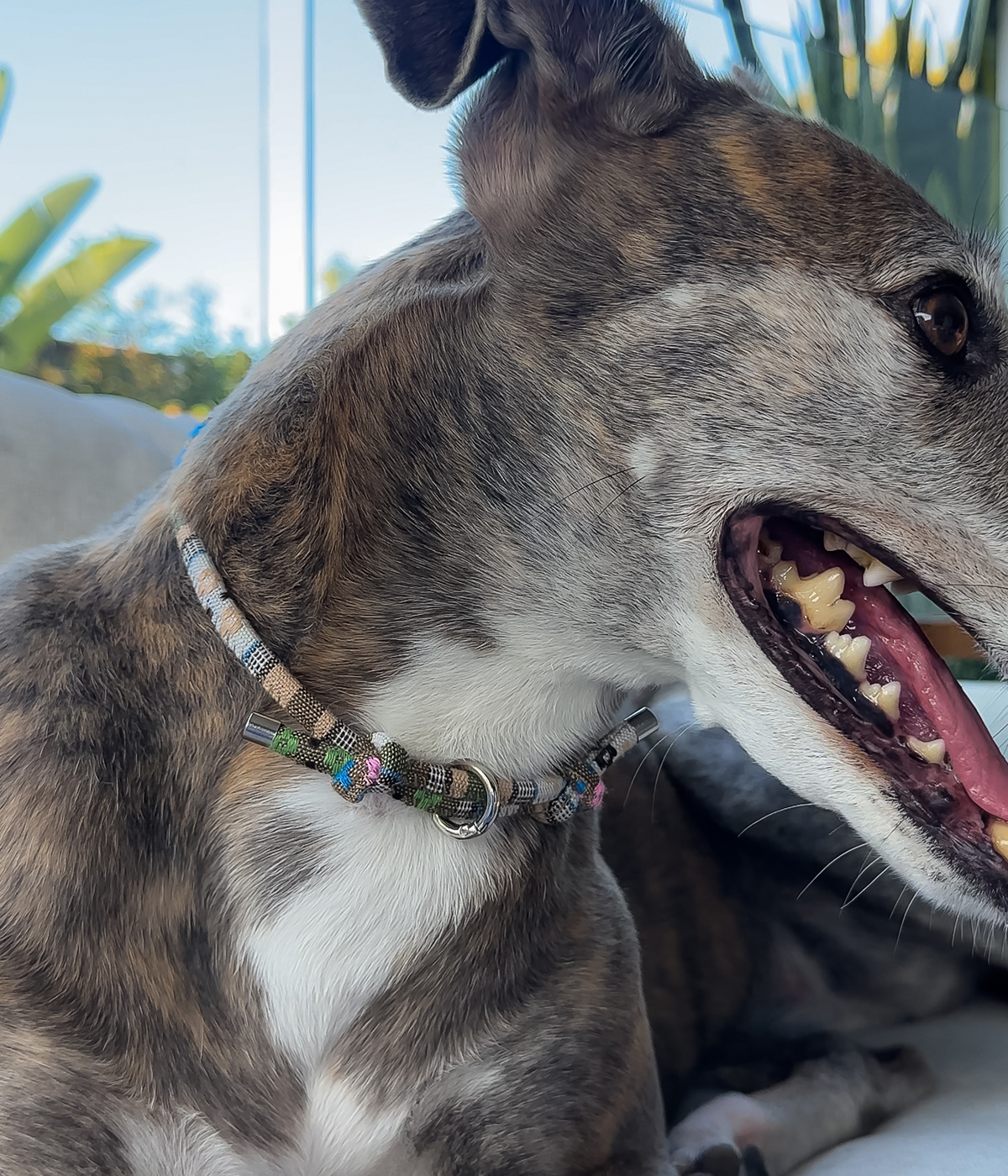 Boho House Collar - Dune