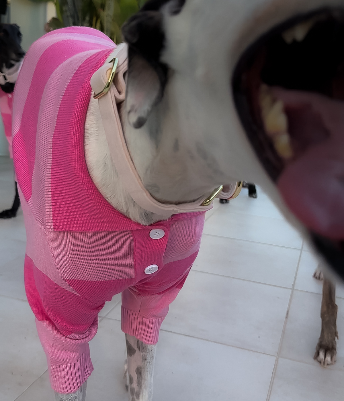 Elle Woods Pink Polo