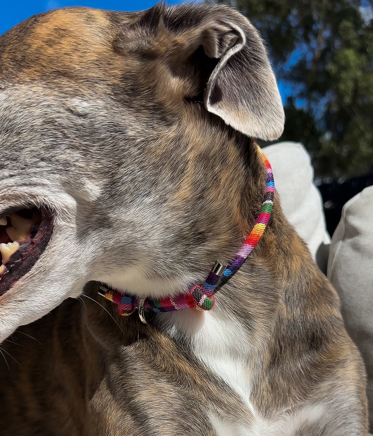 Boho House Collar - Fiesta
