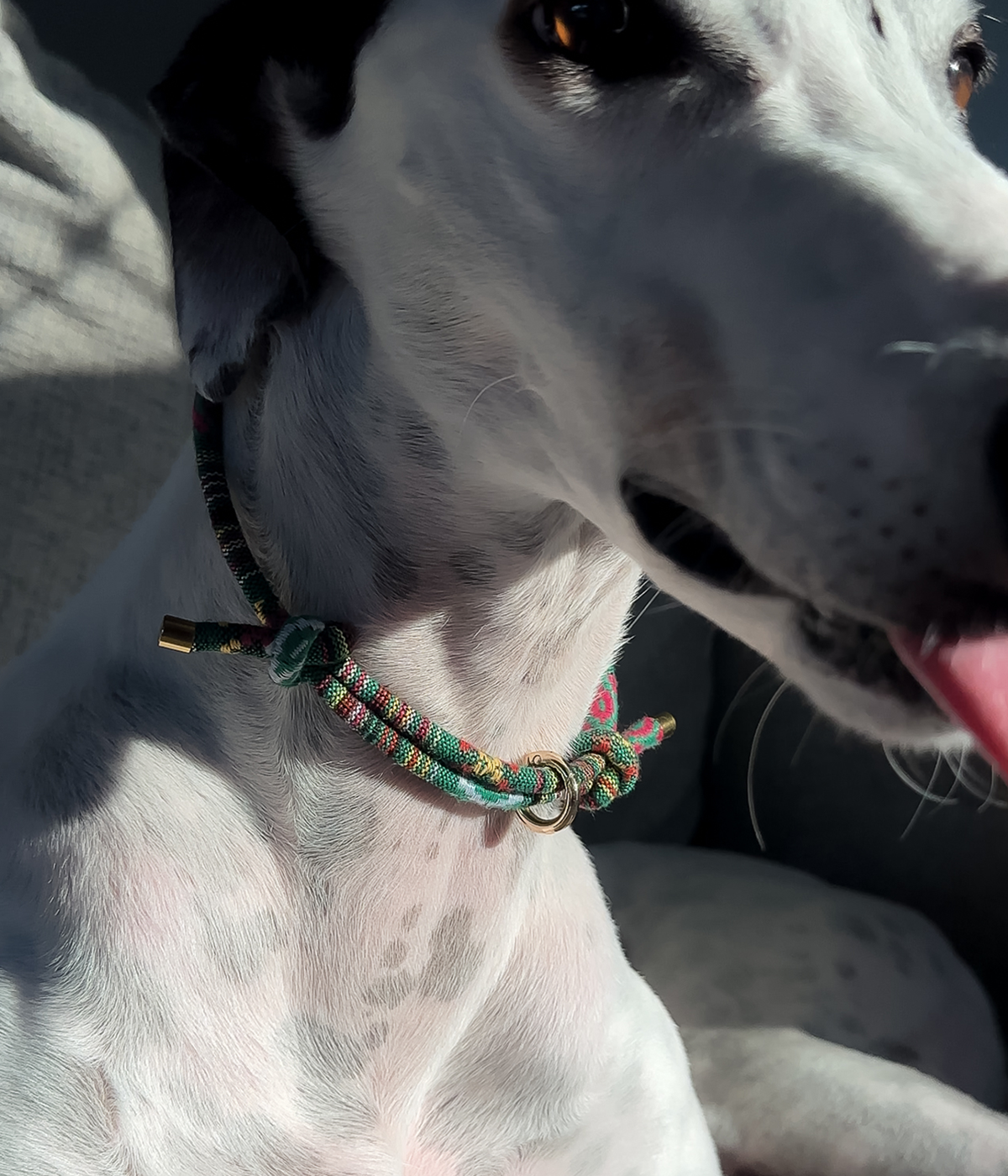 Boho House Collar -Forest