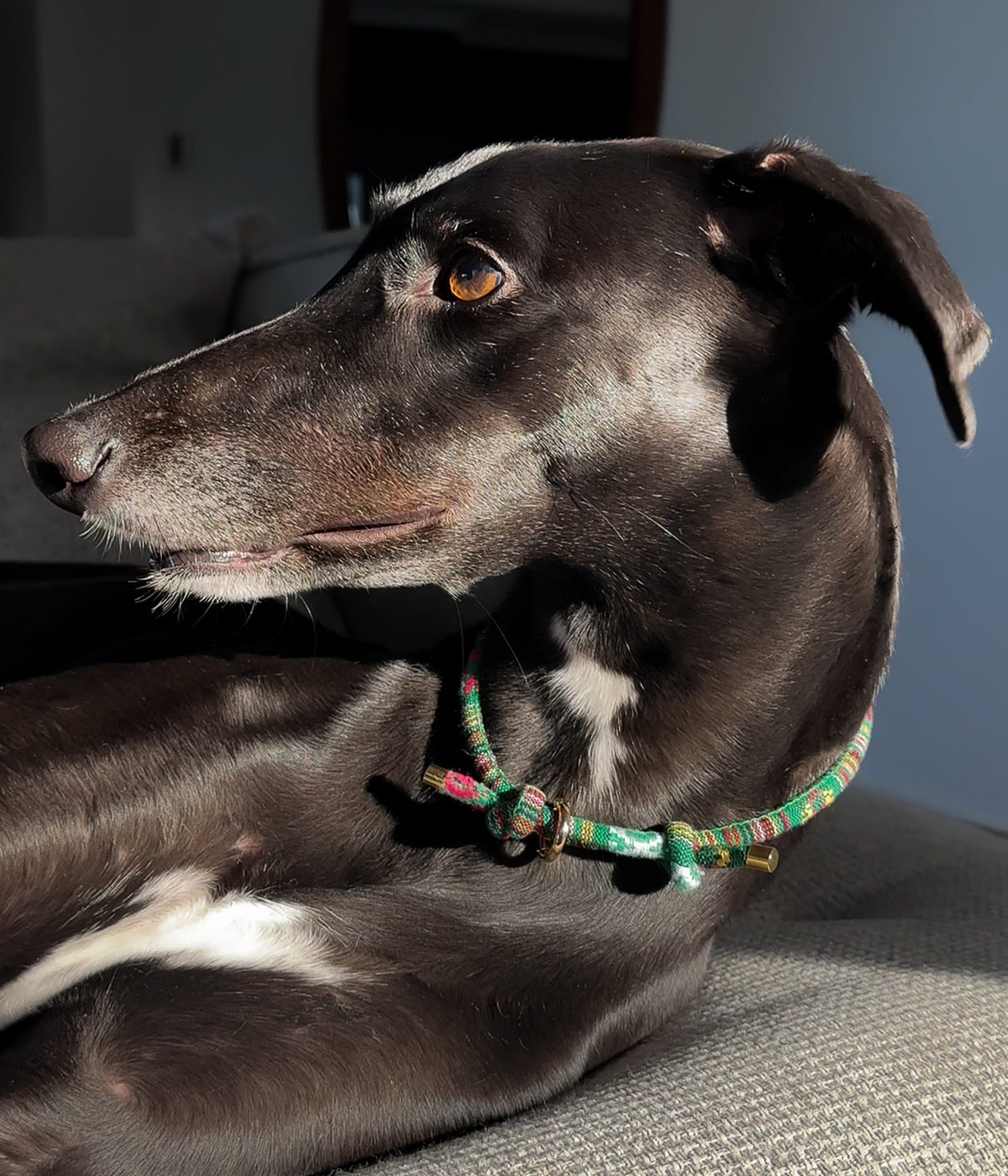 Boho House Collar -Forest