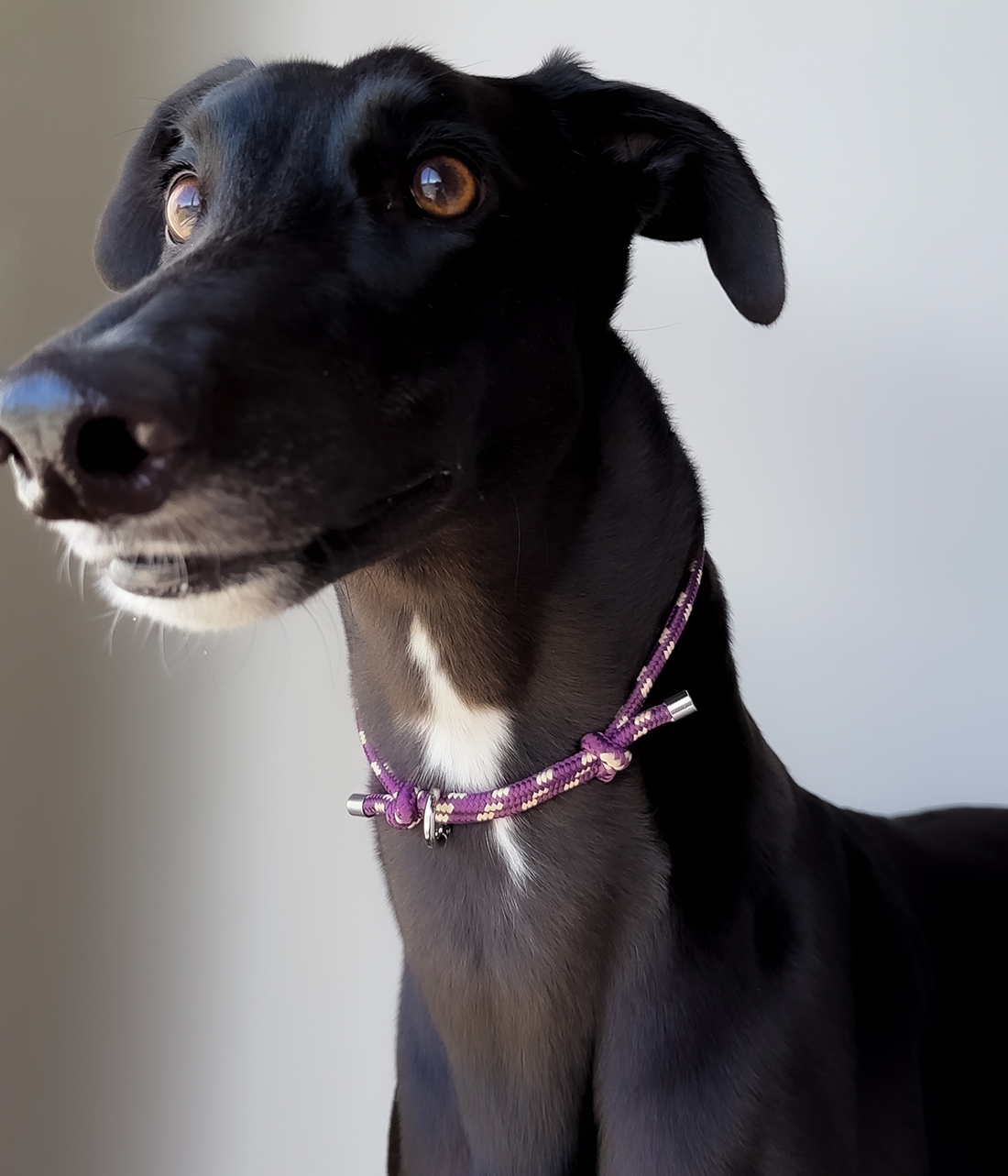 House Collar - Grape Swirl