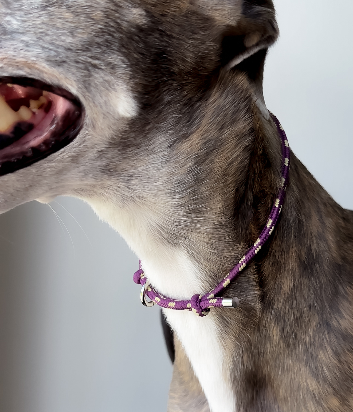 House Collar - Grape Swirl