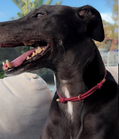 Glitter House Collar - Holly