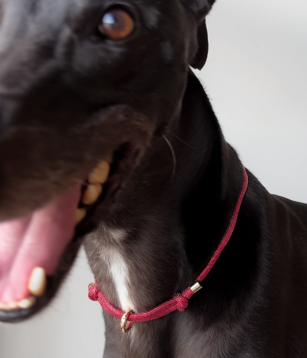 Glitter House Collar - Holly
