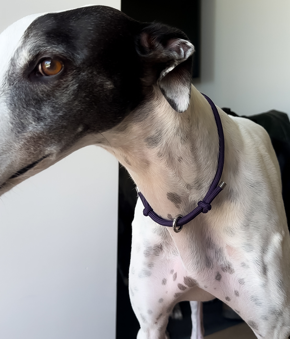 House Collars Houndd Co. Australia